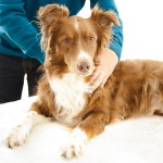 Ablauf der Kompakt-Ausbildung Hundephysiotherapie